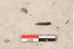 Foto (Detailansicht) von Glyptostrobus europaeus Brongniart (NHMW-GEO-2024-0188-6754)